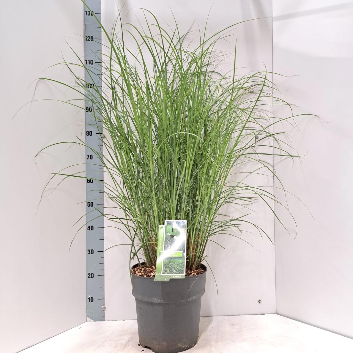 Miscanthus sin. Gracillimus 120cm 29cm Pot