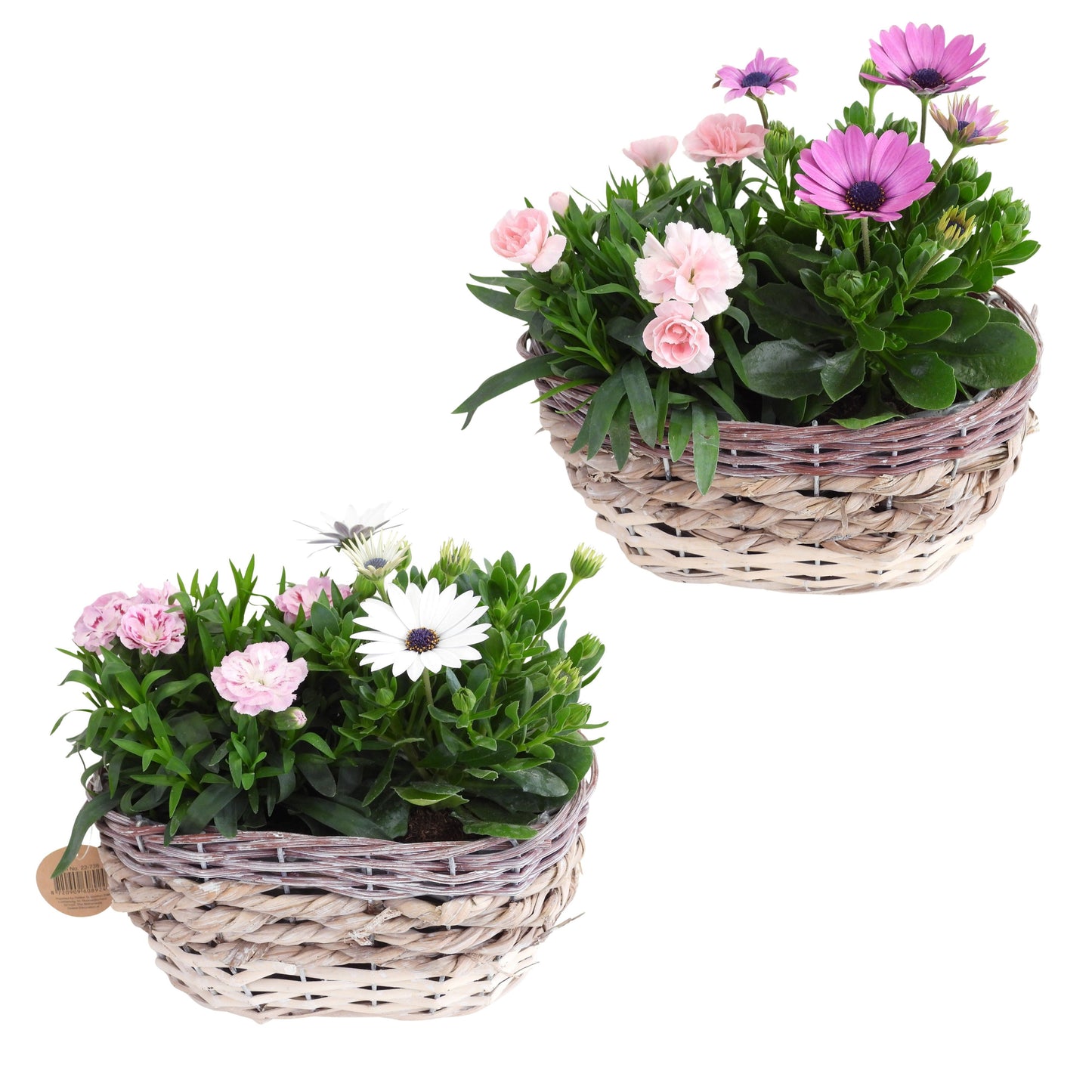 Outdoor arrangement 28cm 21cm Pot