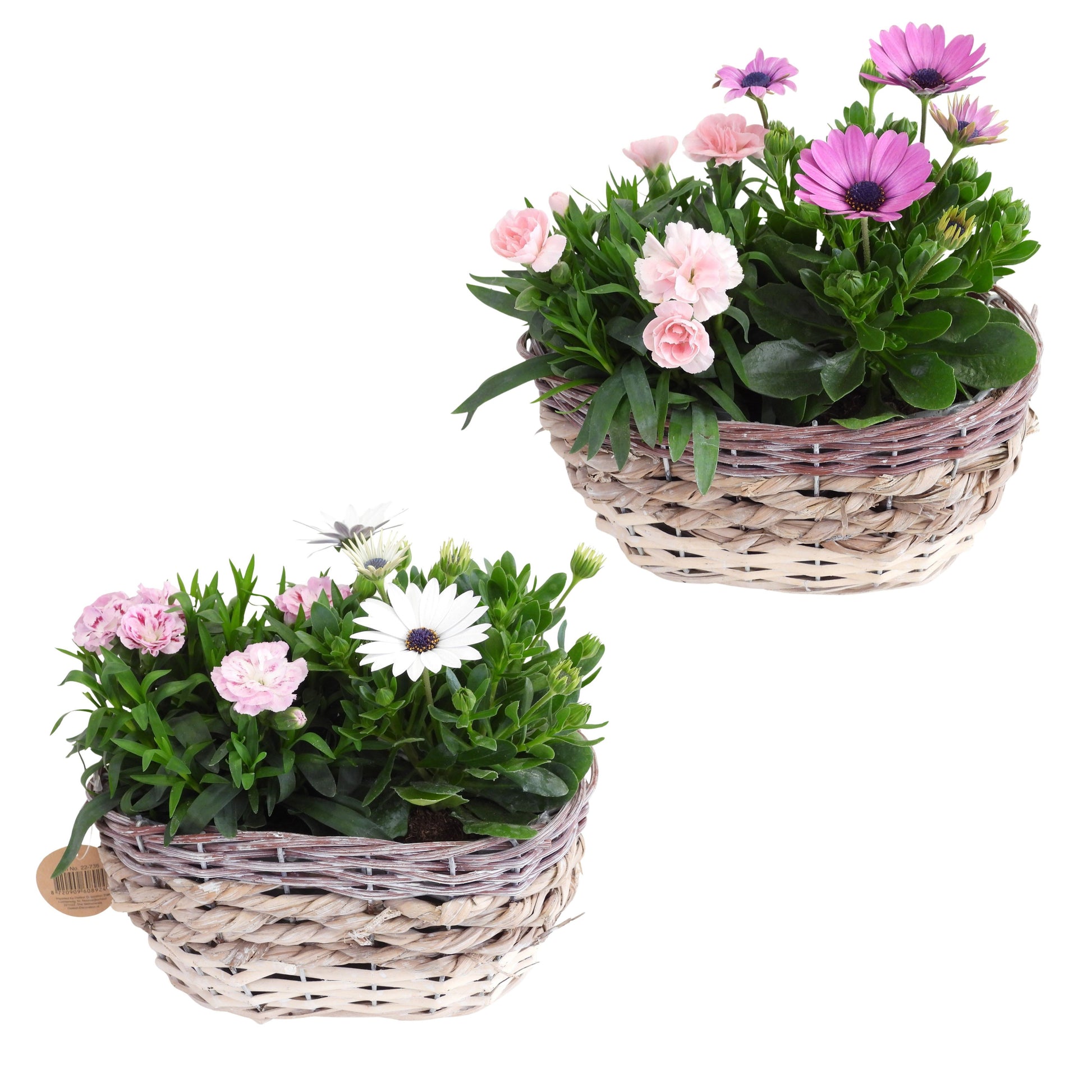 Outdoor arrangement 28cm 21cm Pot