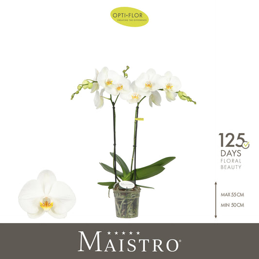 Phalaenopsis Maistro Bach 50cm 12cm Pot