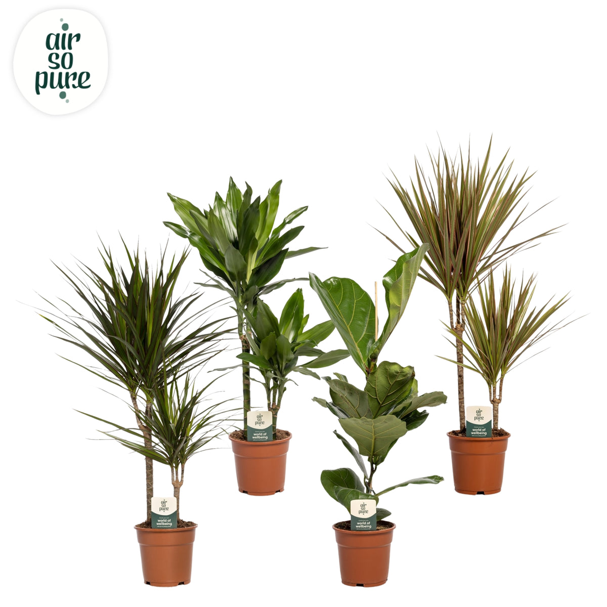 Foliage houseplants mix 60cm 17cm Pot