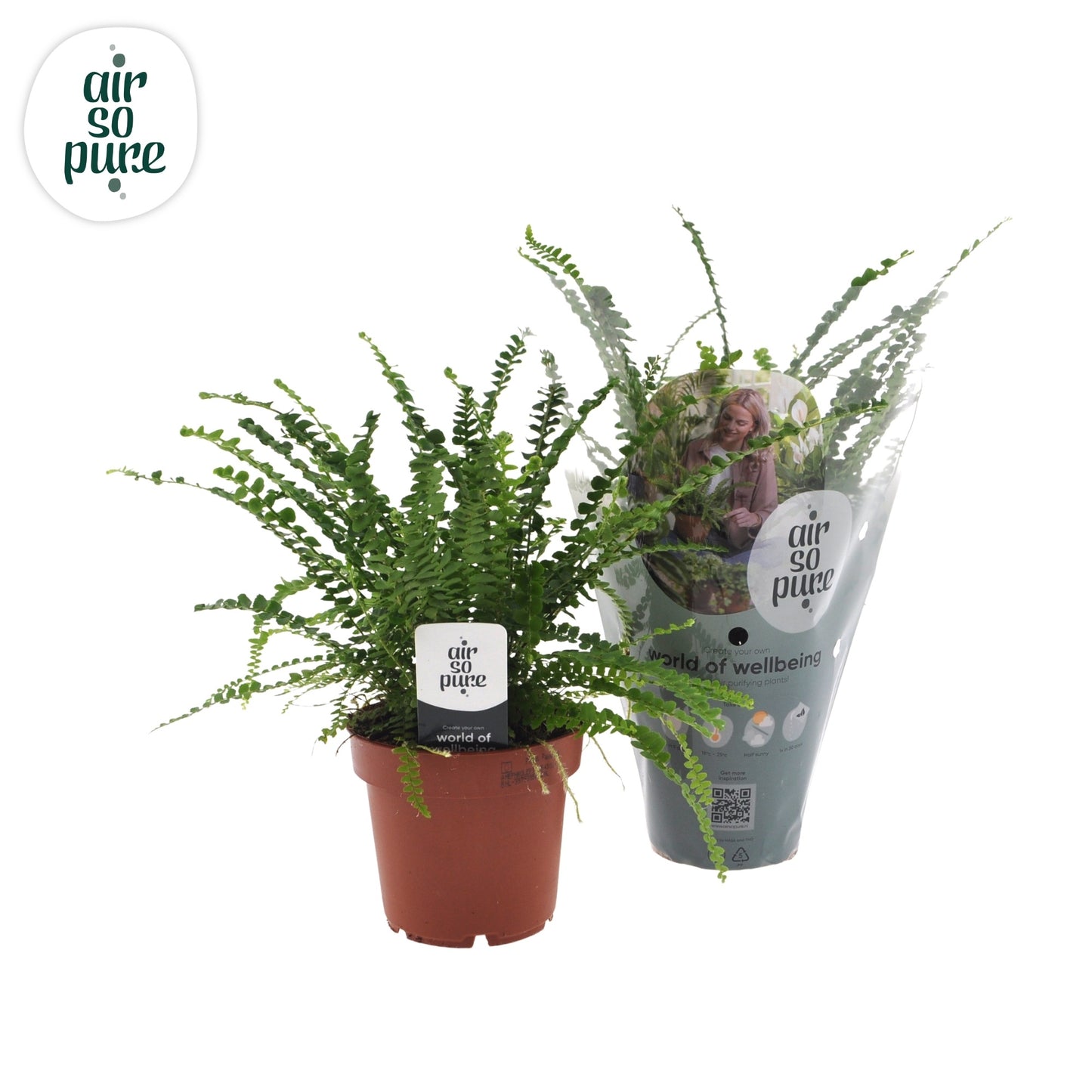 Nephrolepis Duffii 12cm Pot