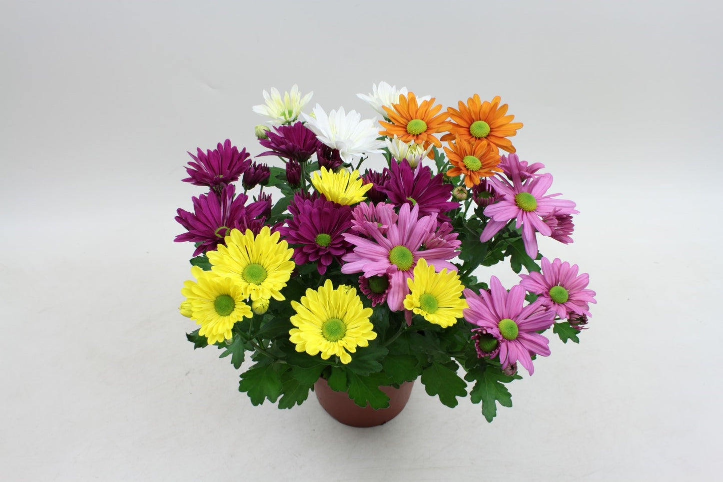 Chrysanthemum carnaval mix 27cm 14cm Pot