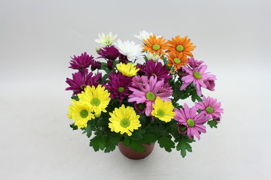 Chrysanthemum carnaval mix 27cm 14cm Pot