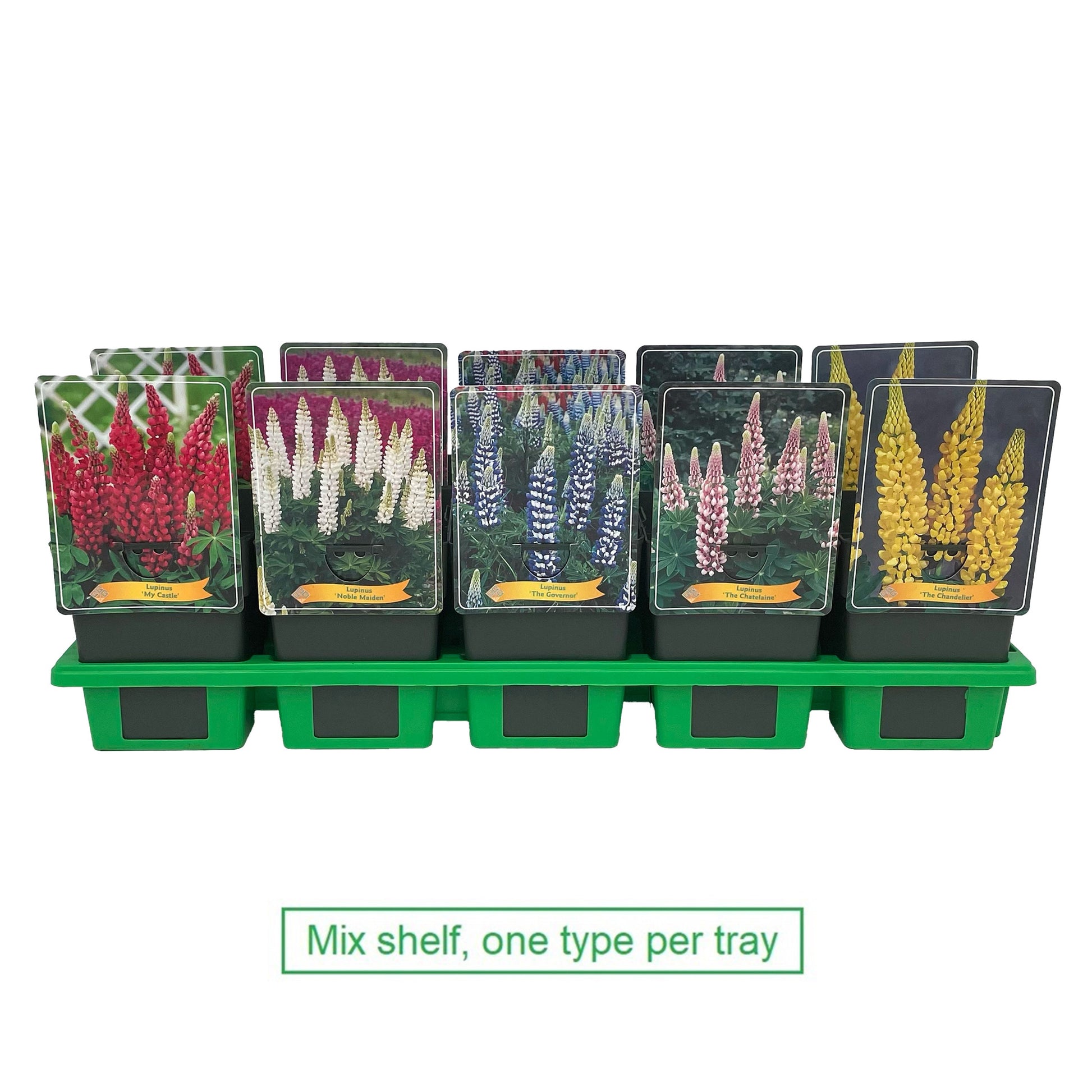 Lupins mix 25cm 11cm Pot