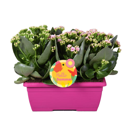 Kalanchoe Perfecta Pink 25cm 25cm Pot