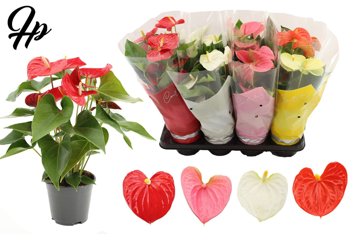 Anthurium mix 55cm 14cm Pot