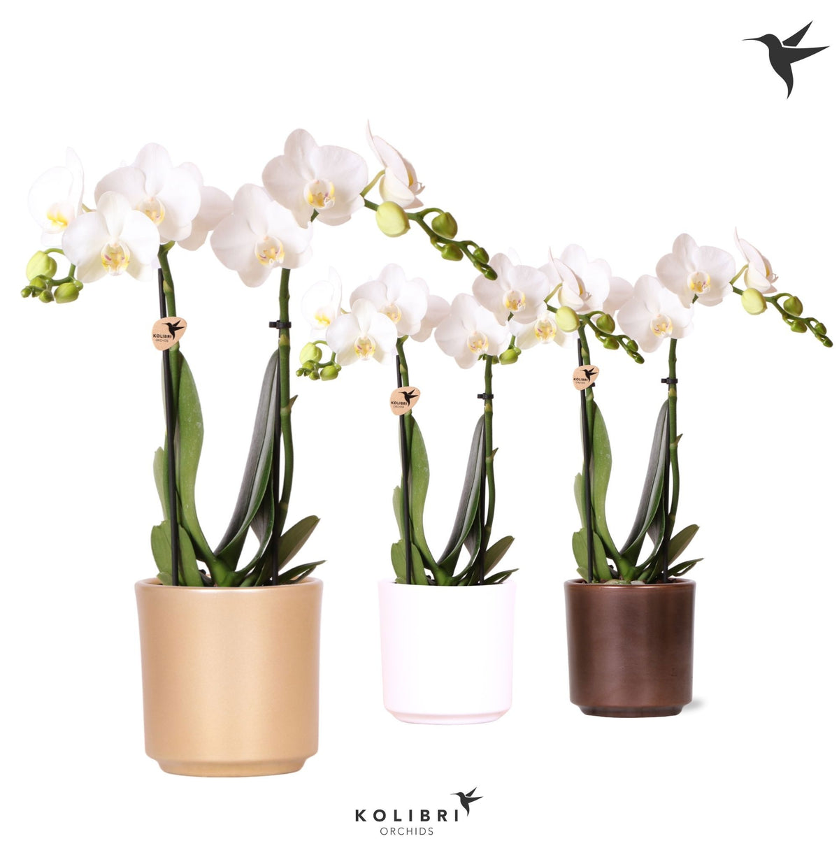 Phalaenopsis multiflora white 40cm 9cm Pot