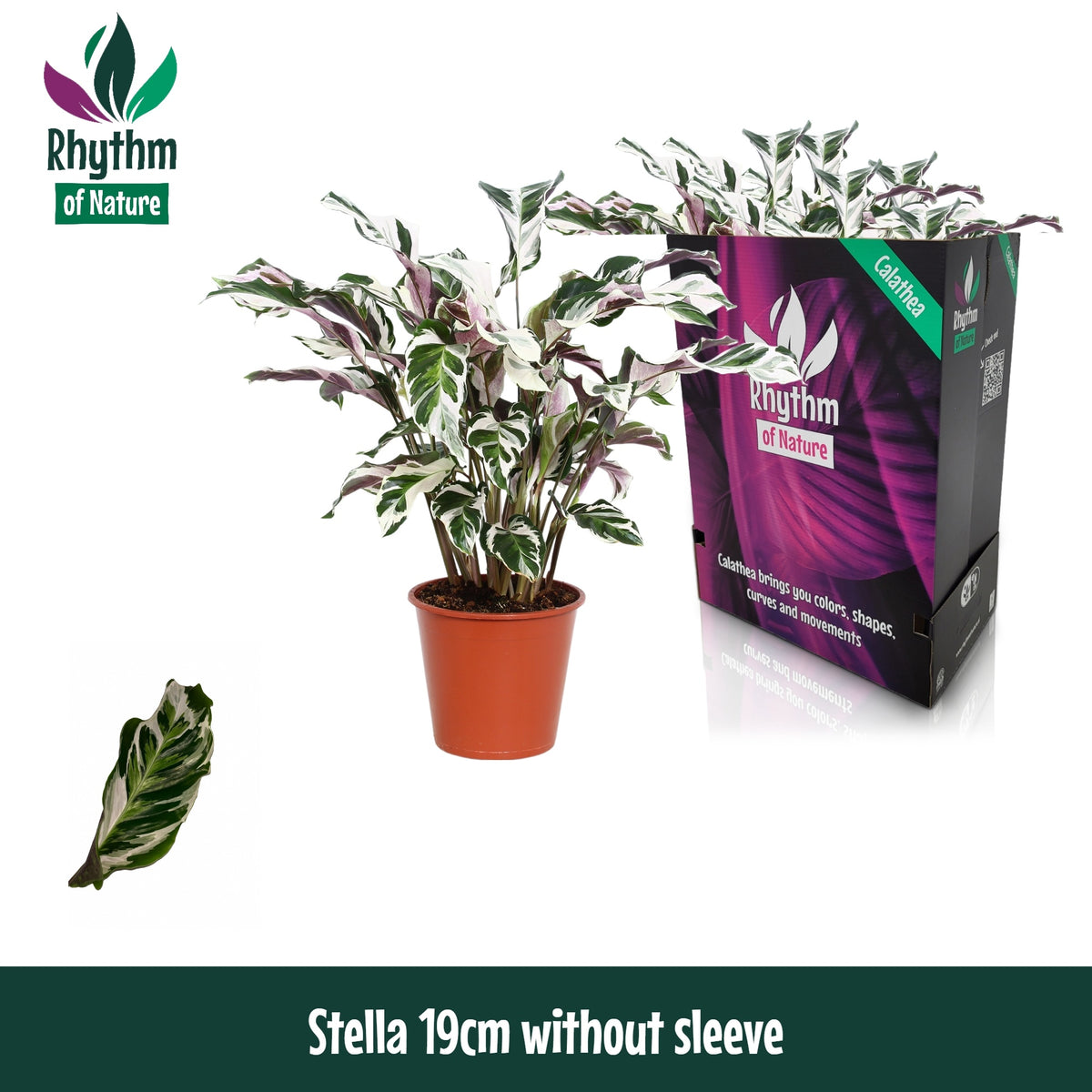 Calathea Stella 80cm 19cm Pot