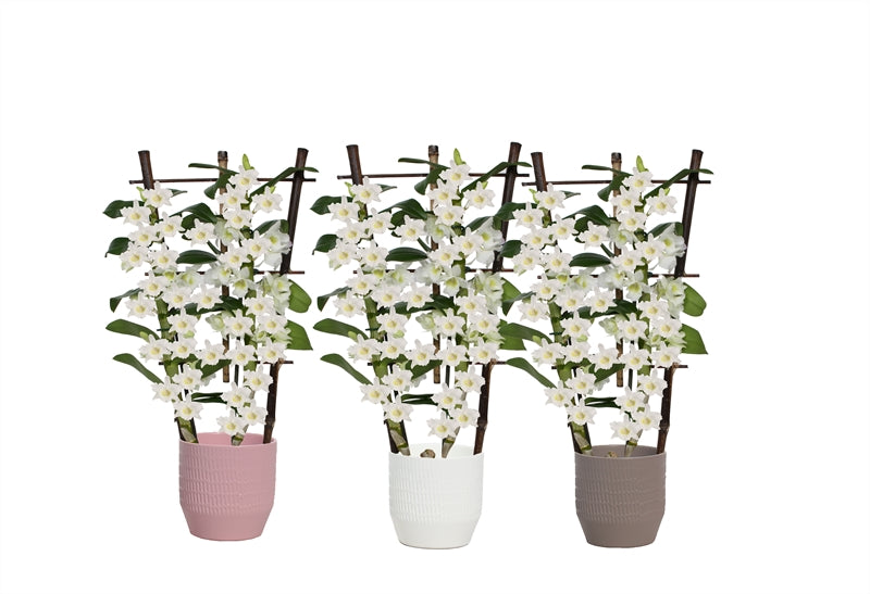 Dendrobium nobile white bow 50cm 12cm Pot