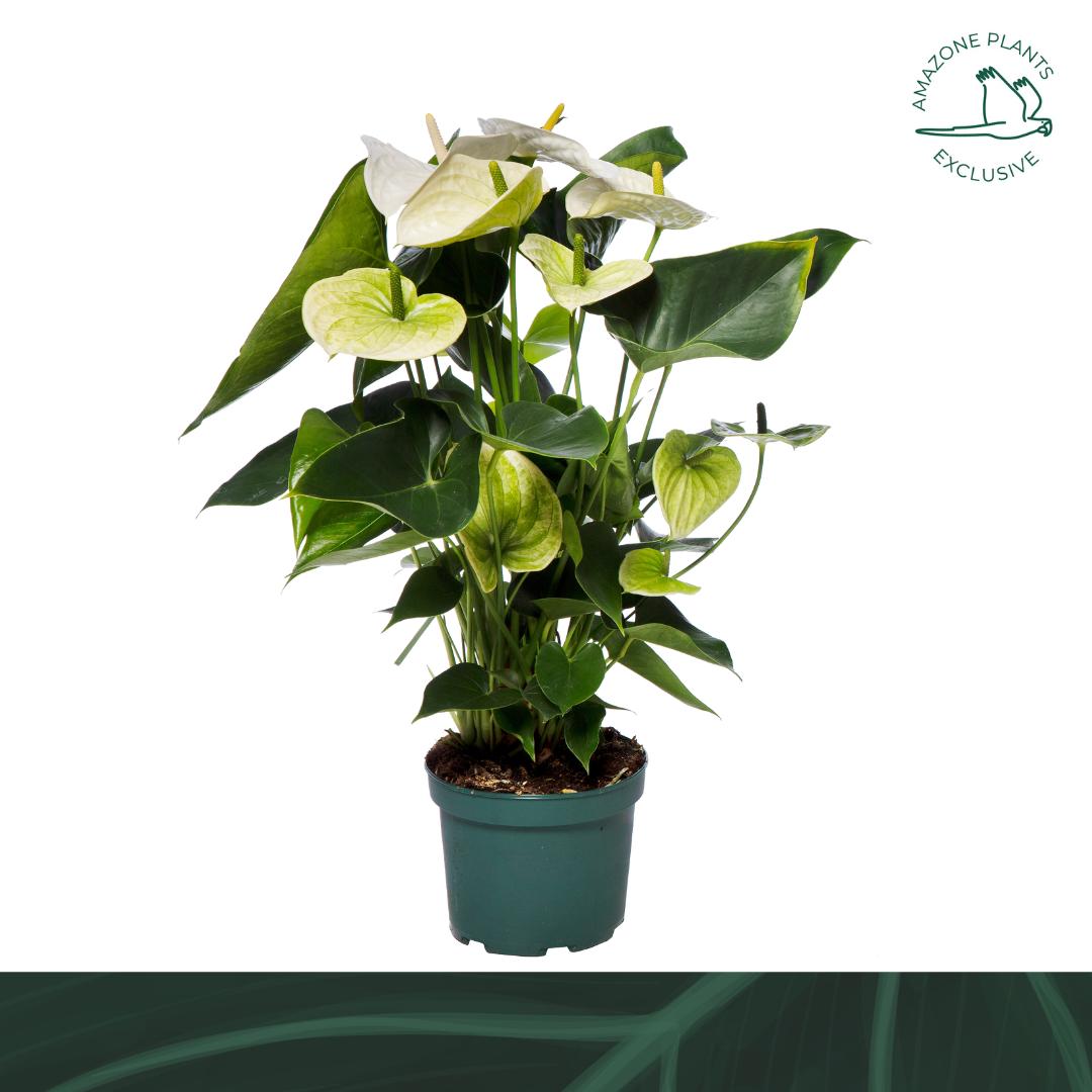 Anthurium Samora 60cm 17cm Pot