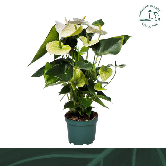 Anthurium Samora 60cm 17cm Pot