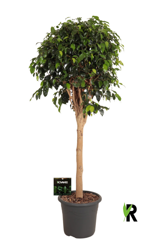 Ficus benjamina Danielle 145cm 32cm Pot