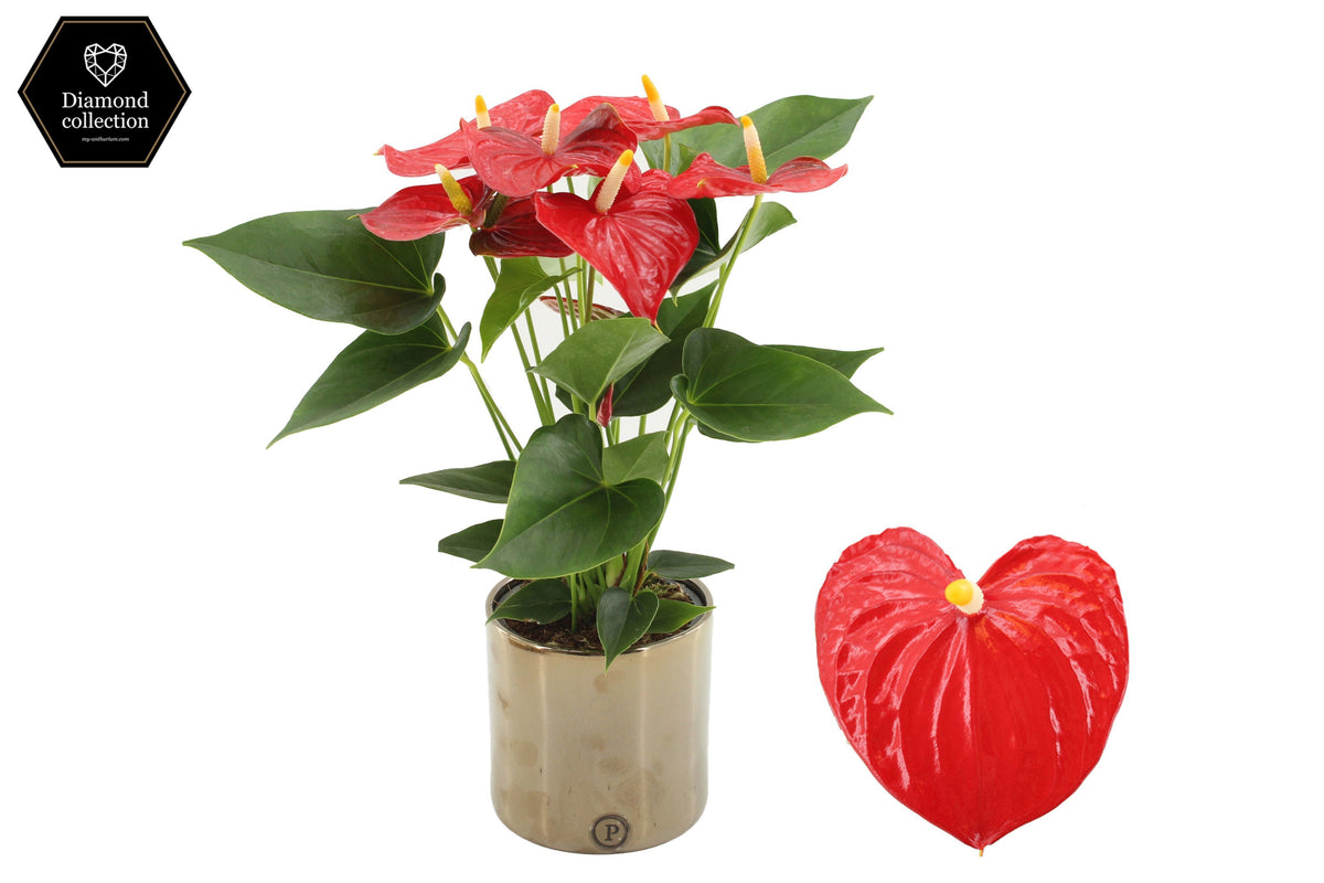 Anthurium Esudo 40cm 12cm Pot