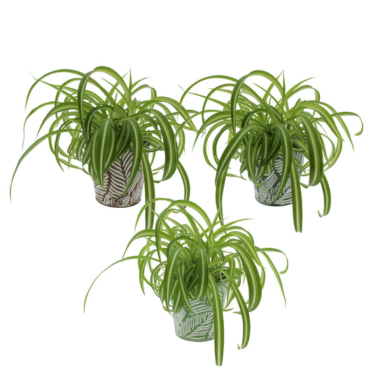 Chlorophytum Bonnie 27cm 12cm Pot