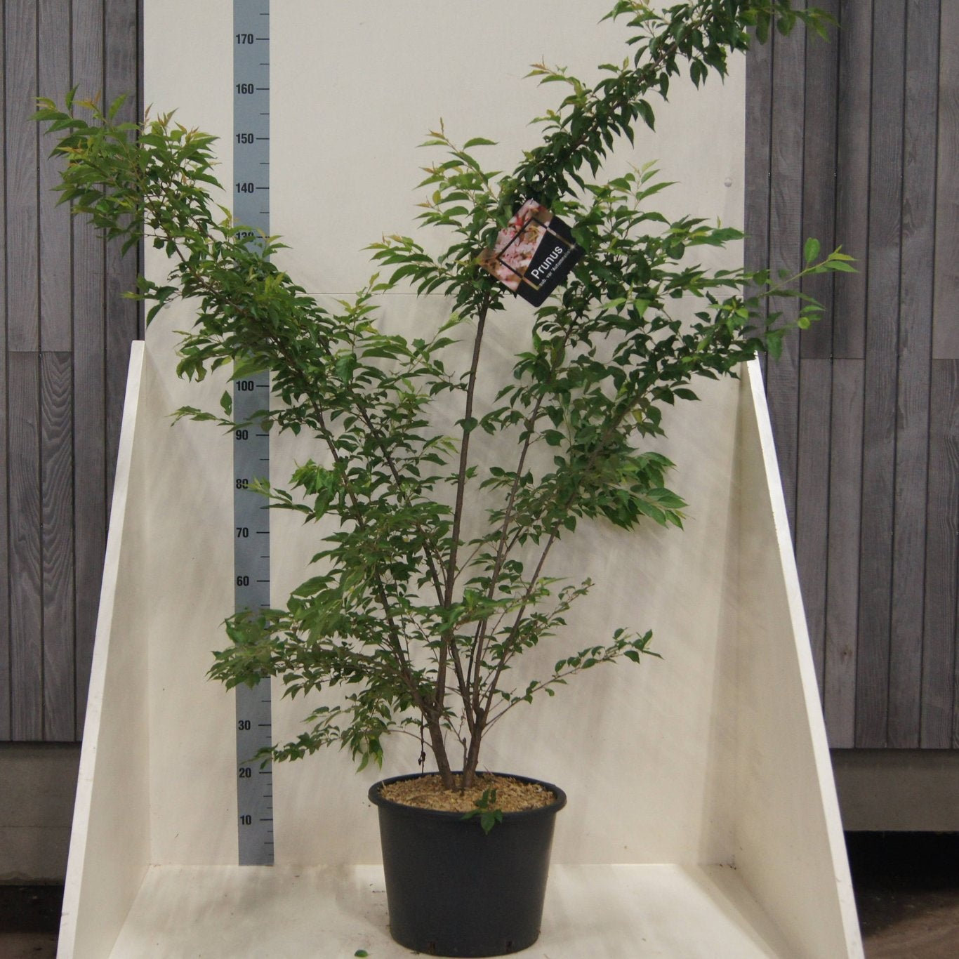 Prunus subhirtella Autumnalis 200cm 40cm Pot
