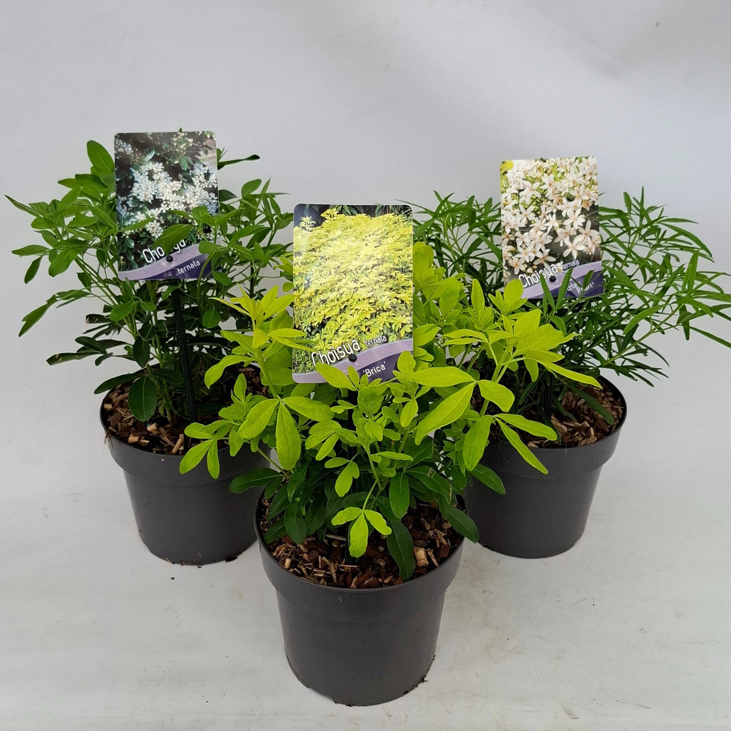 Choisya Ternata 20cm 17cm Pot