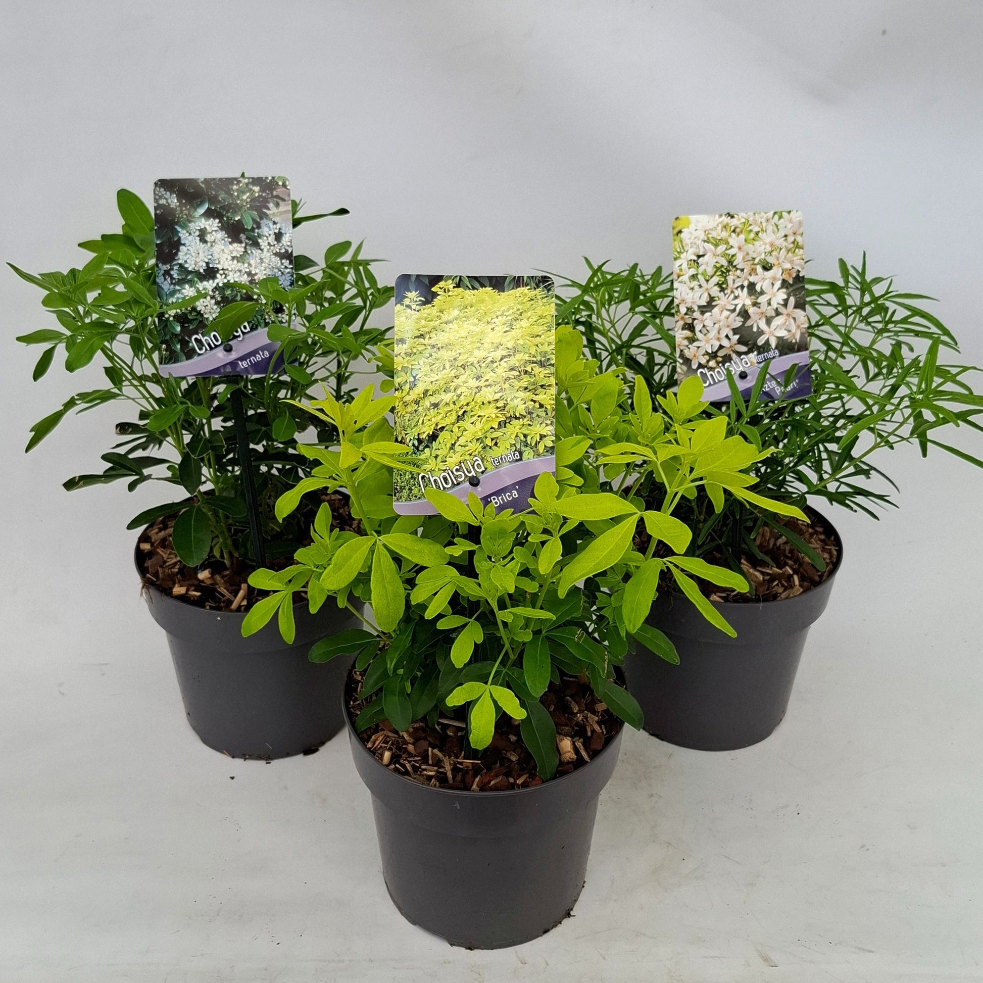 Choisya Ternata 20cm 17cm Pot