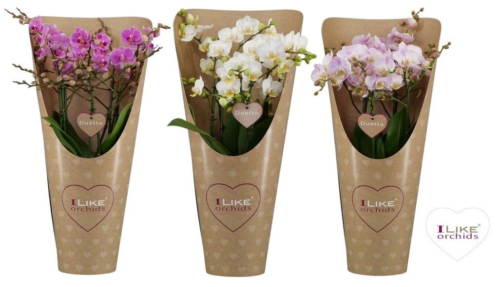 Levoplant BV Phalaenopsis mix Pack of 3