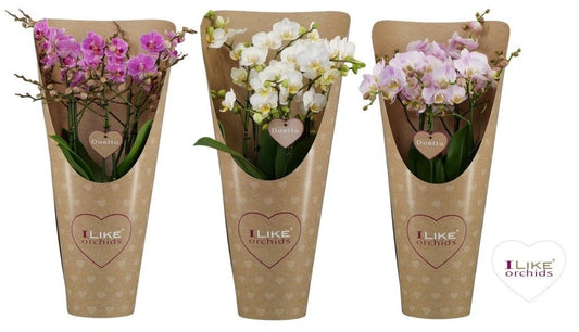 Levoplant BV Phalaenopsis mix Pack of 3