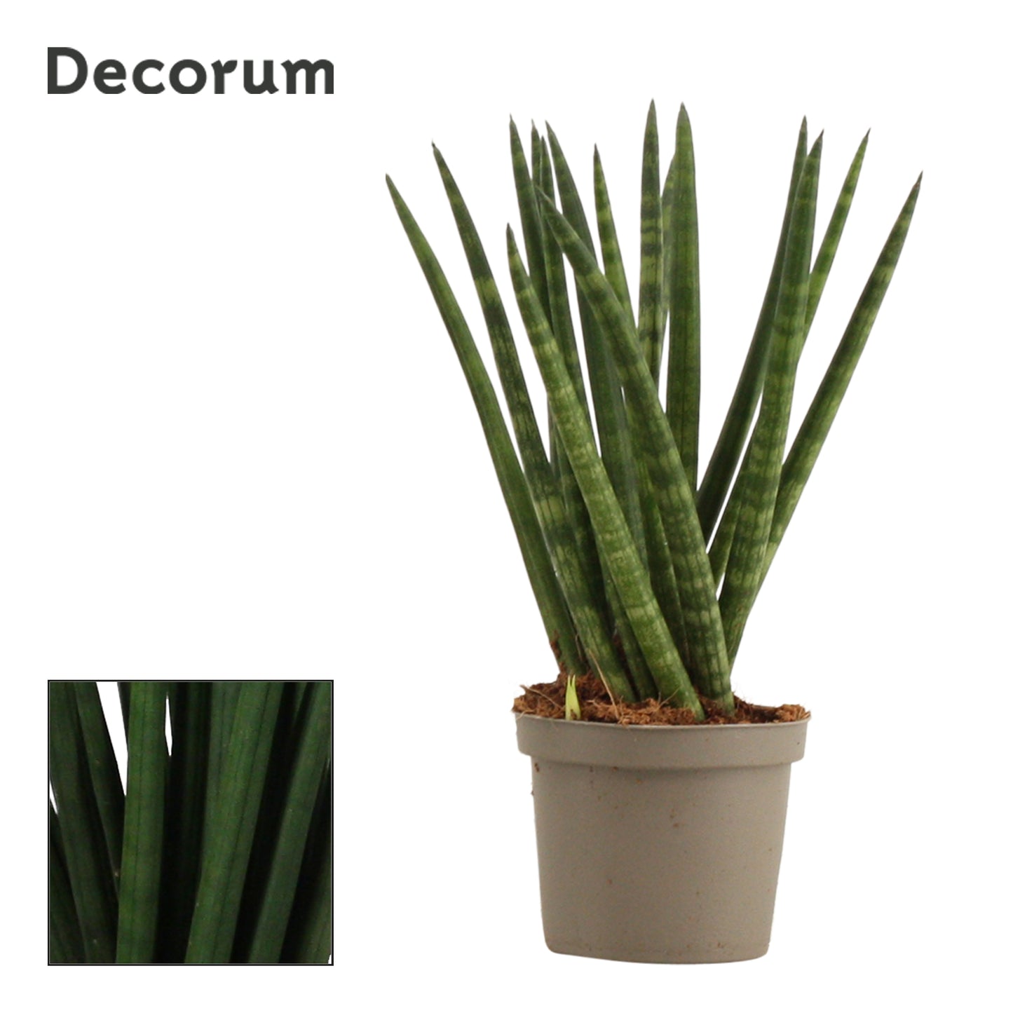 Sansevieria cylindrica 25cm 9cm Pot
