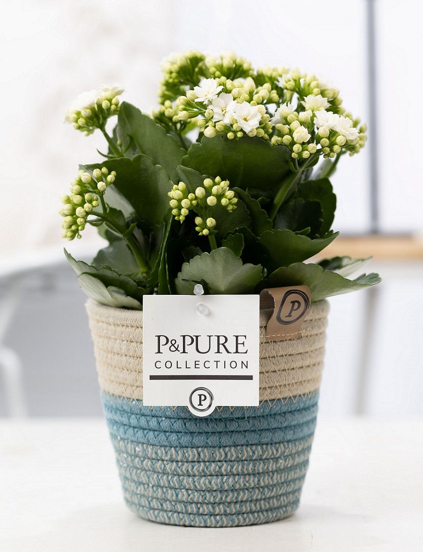 Kalanchoe Rosalina Don Paloma 27cm 12cm Pot