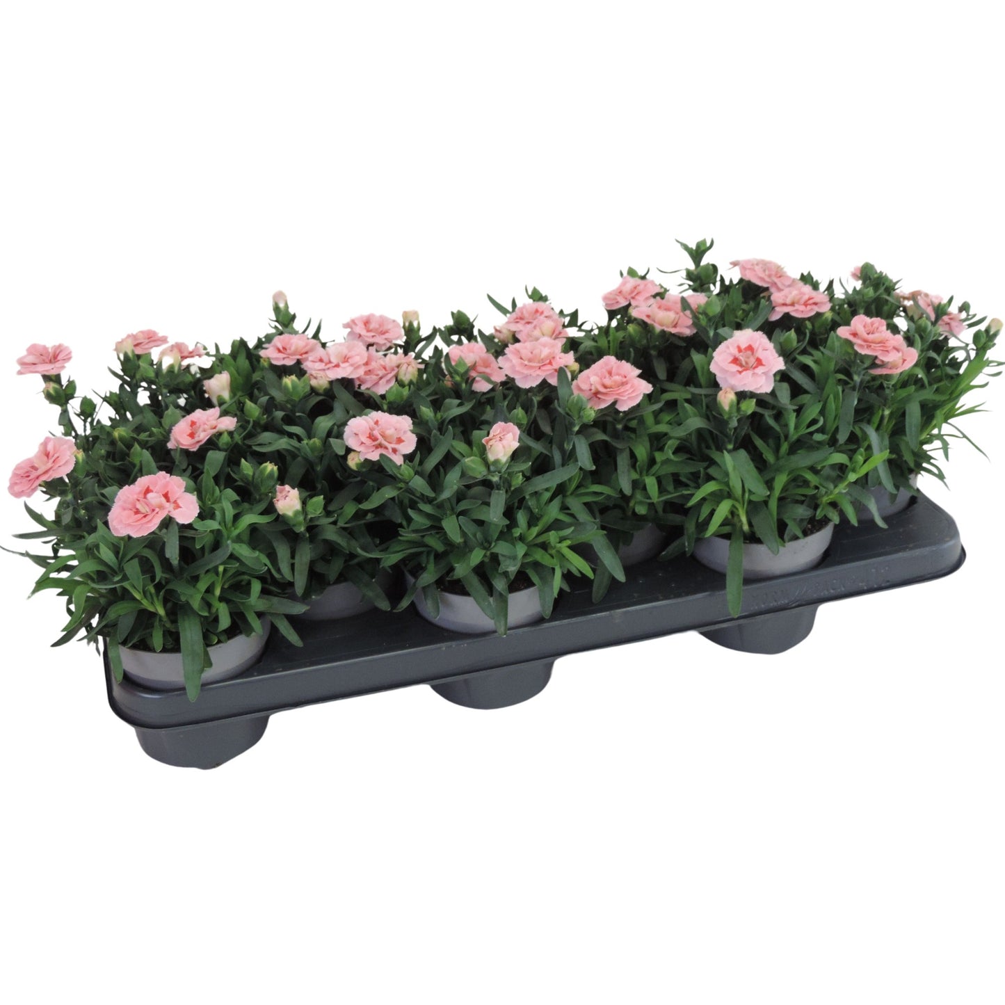 Dianthus Oscar Pink Star 20cm 510cm Pot