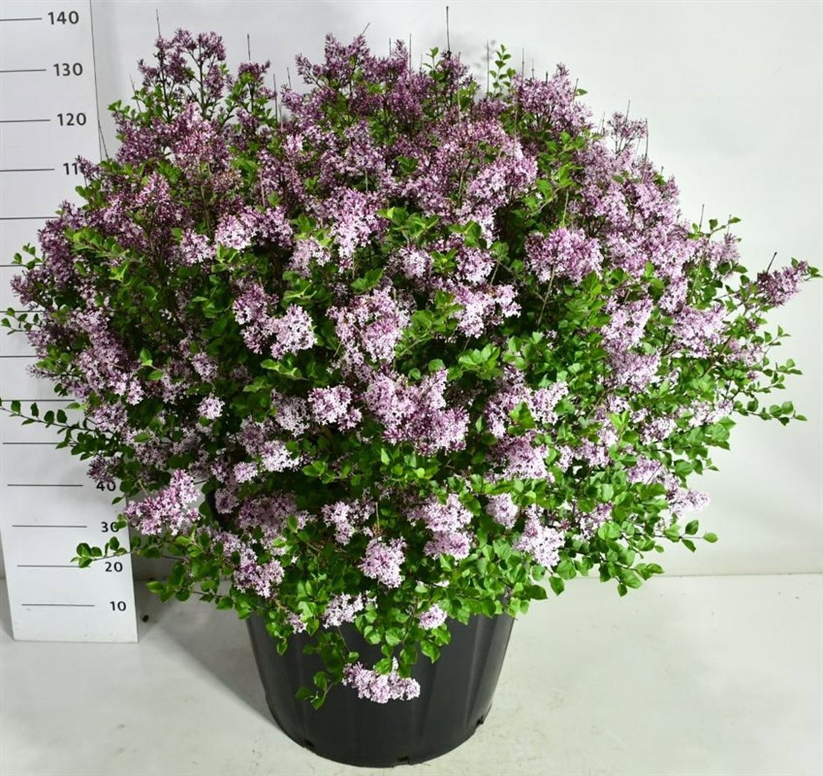 Syringa meyeri Palibin 160cm 65cm Pot