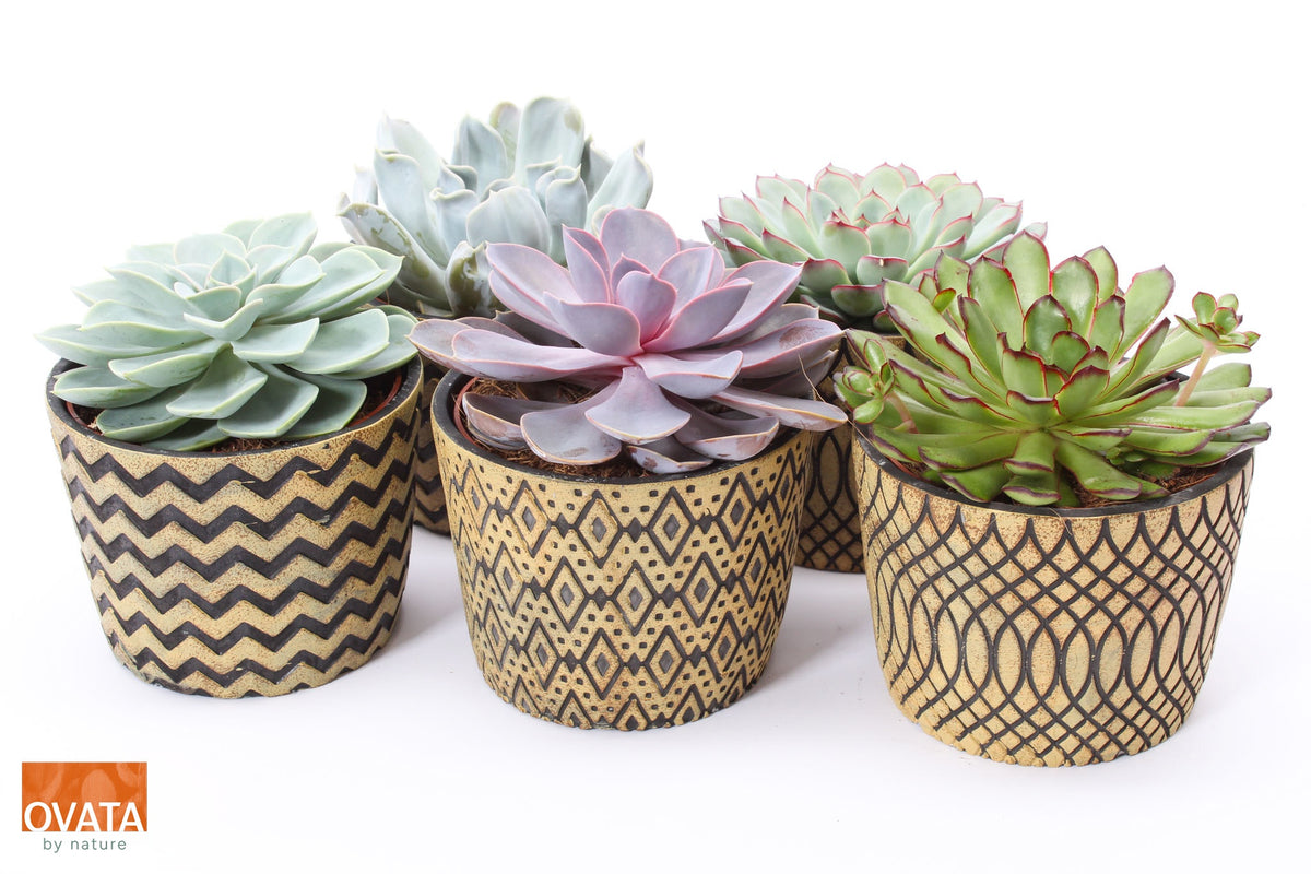 Echeveria mix 14cm 14cm Pot