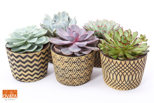 Echeveria mix 14cm 14cm Pot
