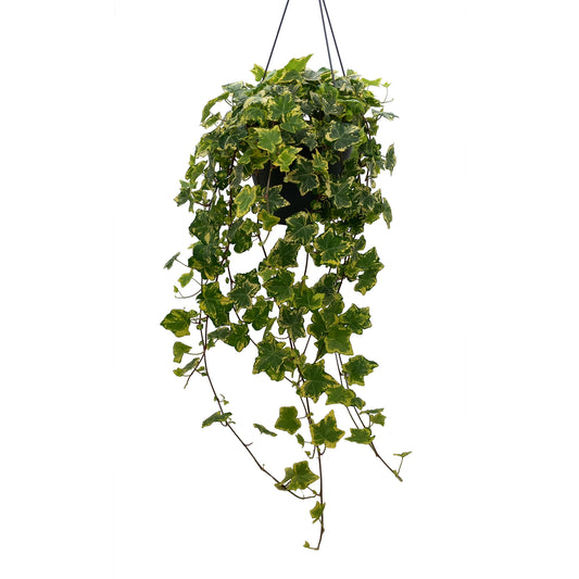 Hedera helix Golden Kolibri 19cm Pot