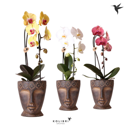 Phalaenopsis Elegant cascade 50cm 12cm Pot