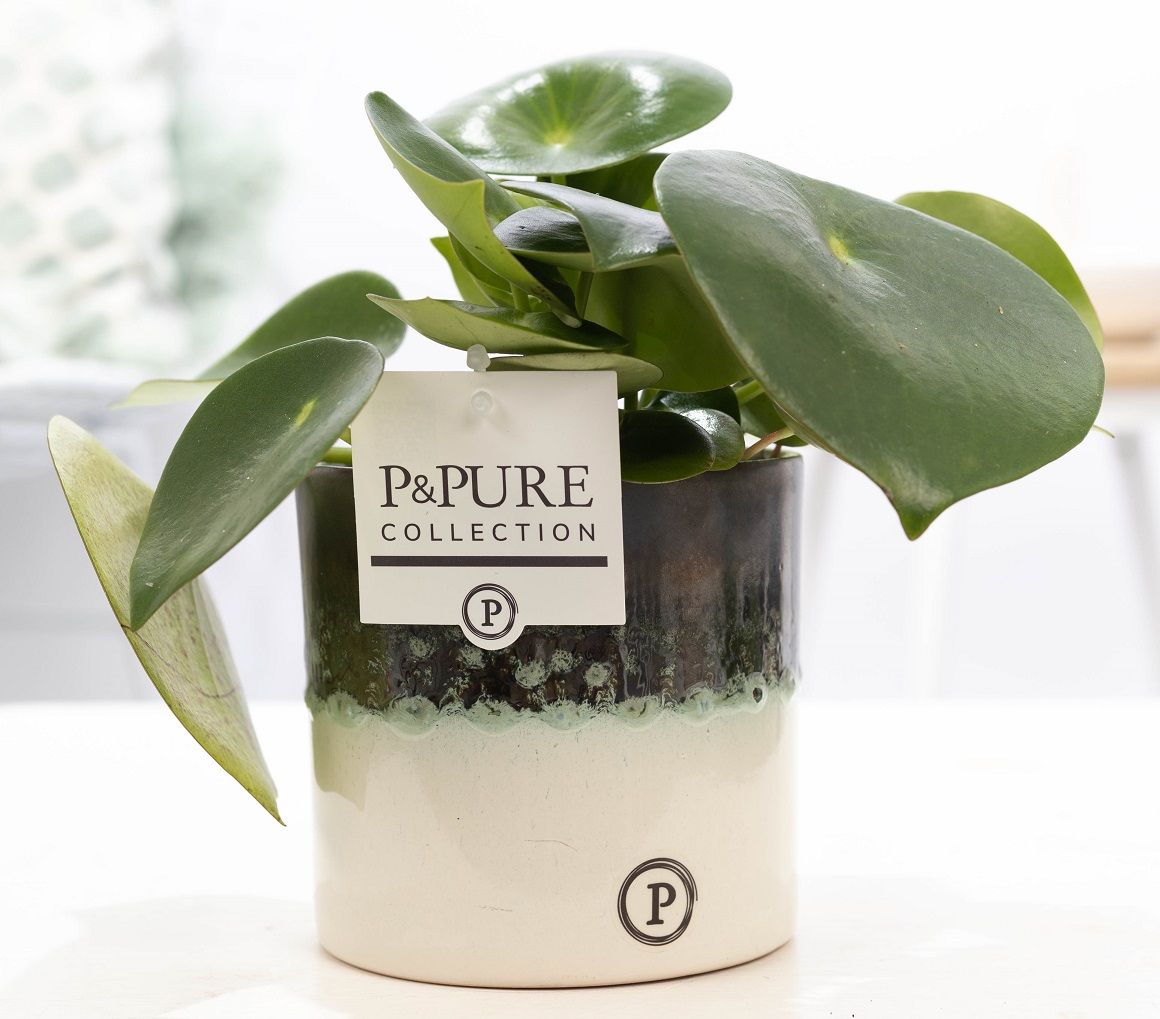Peperomia Raindrop 25cm 12cm Pot