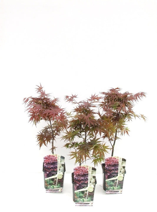 Acer palmatum Pixie 60cm 19cm Pot