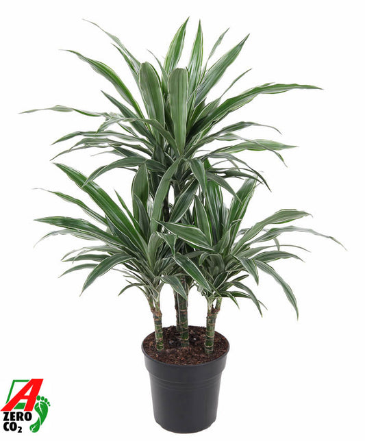 Dracaena fragrans Warneckei 100cm 21cm Pot
