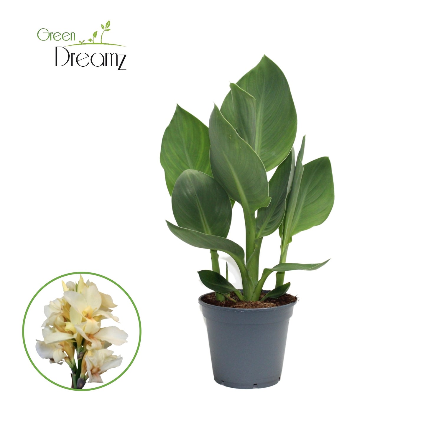 Canna Alaska 60cm 17cm Pot