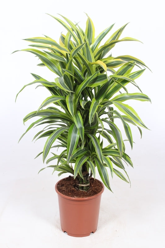 Dracaena fragrans Lemon Lime 100cm 24cm Pot