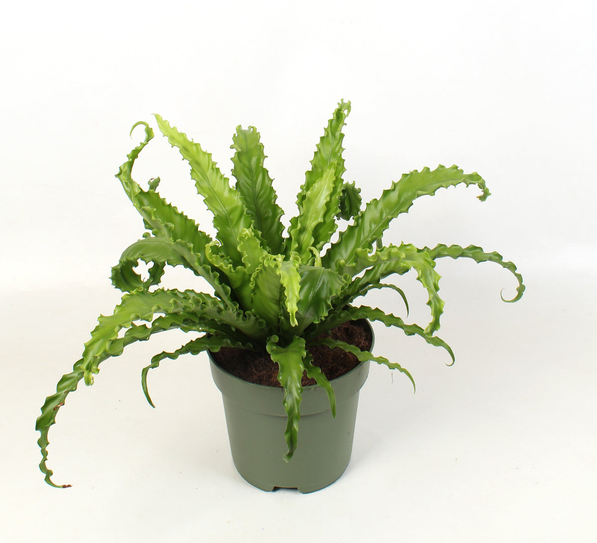 Asplenium Osaka 45cm 21cm Pot