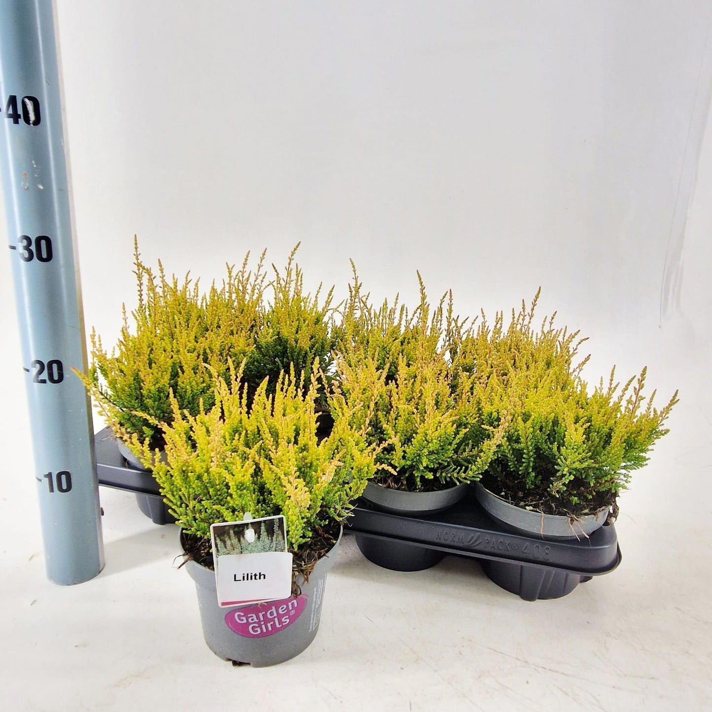 Calluna Garden Girls Gina 15cm 13cm Pot