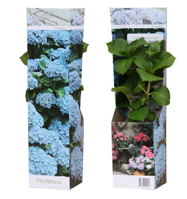 Hydrangea macr. Tevere 30cm 9cm Pot