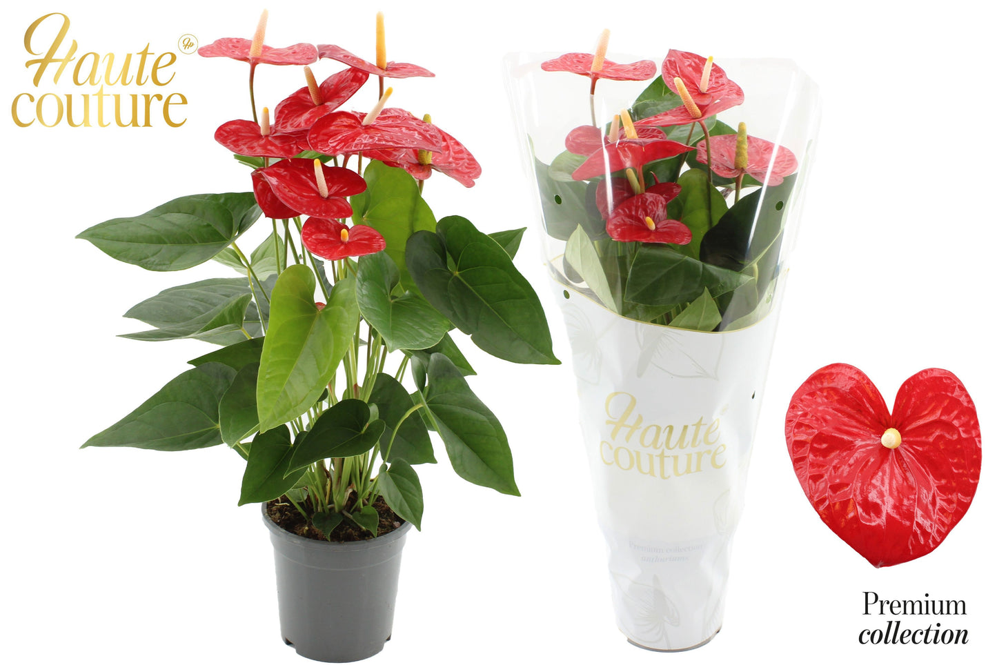 Anthurium Jambo red 60cm 17cm Pot