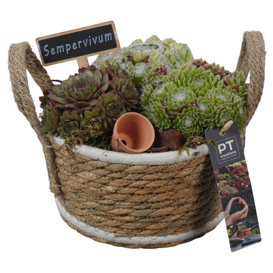 arr. Sempervivum 20cm 19cm Pot