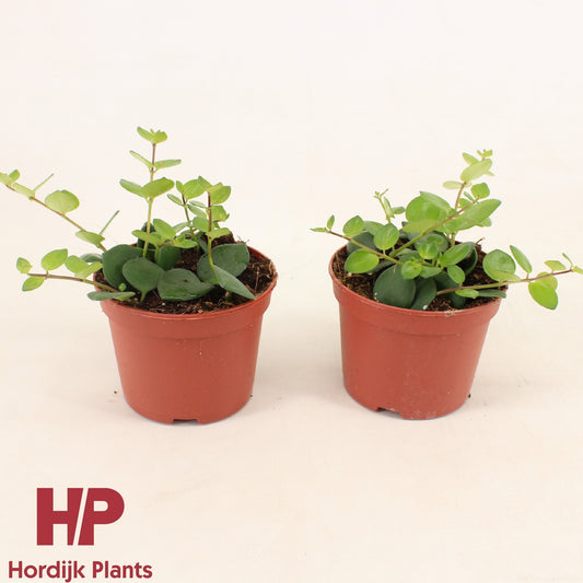 Aeschynanthus Pink Polka 15cm 12cm Pot