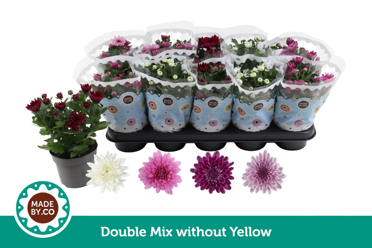 Chrysanthemum double mix 25cm 12cm Pot