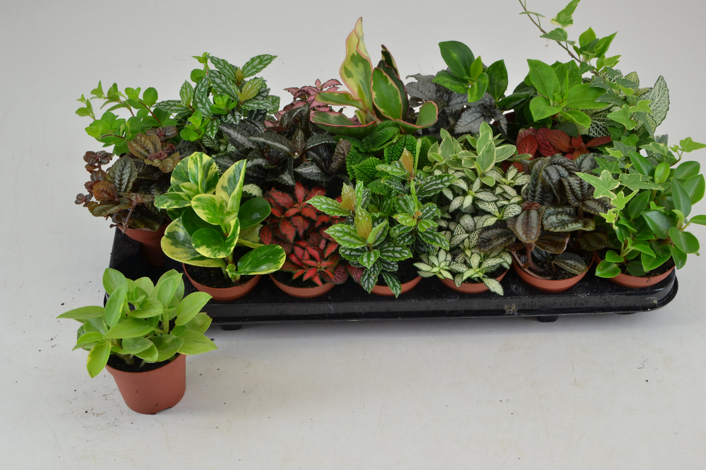 Foliage houseplants mix 15cm 8.5cm Pot