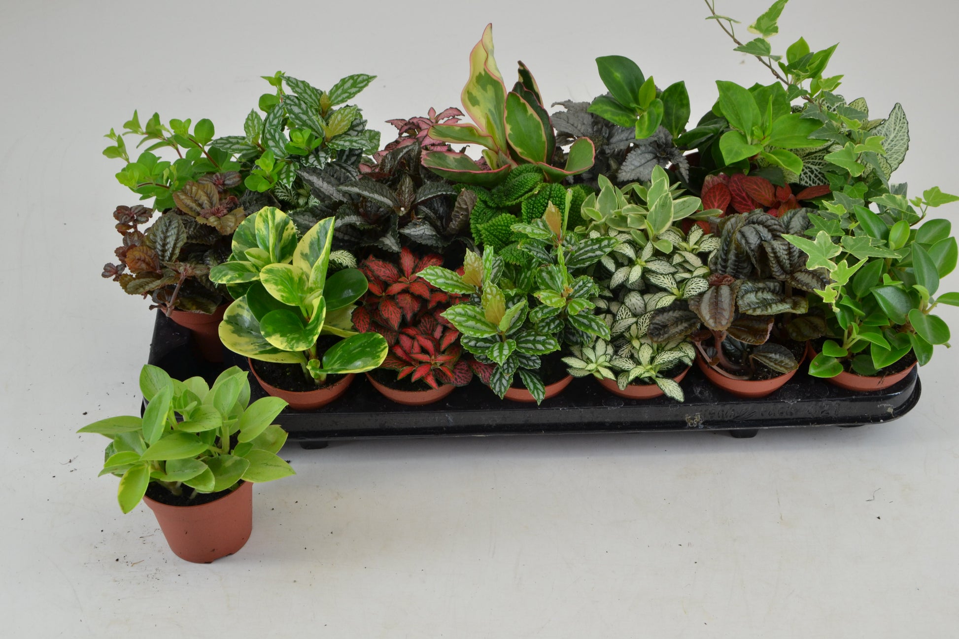 Foliage houseplants mix 15cm 8.5cm Pot