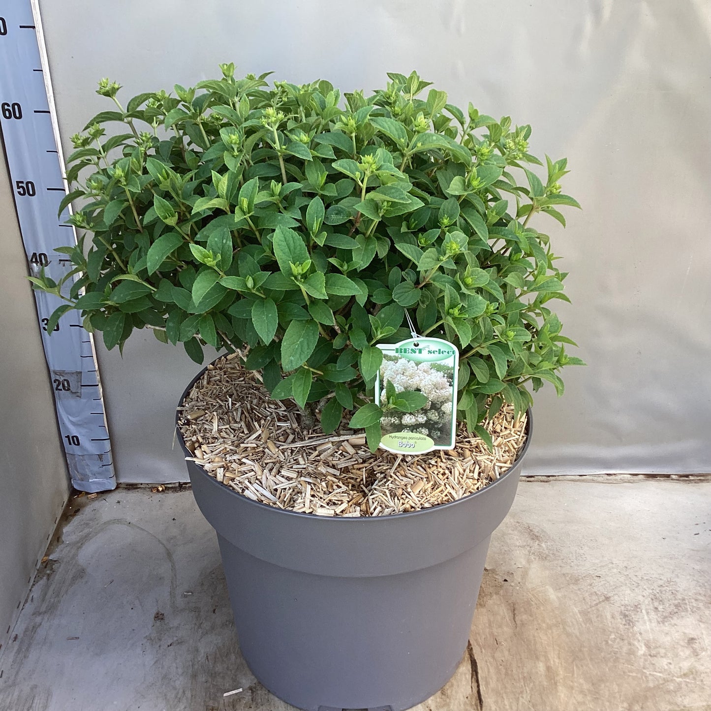 Hydrangea paniculata 65cm 40cm Pot