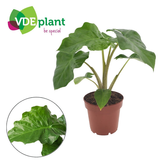 Alocasia Low Rider 40cm 12cm Pot