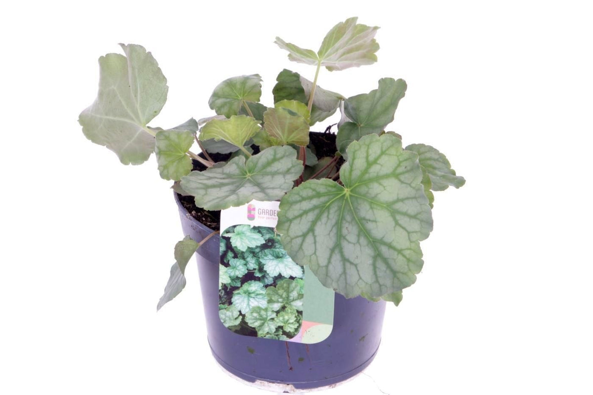 Heuchera Dale 20cm 13cm Pot