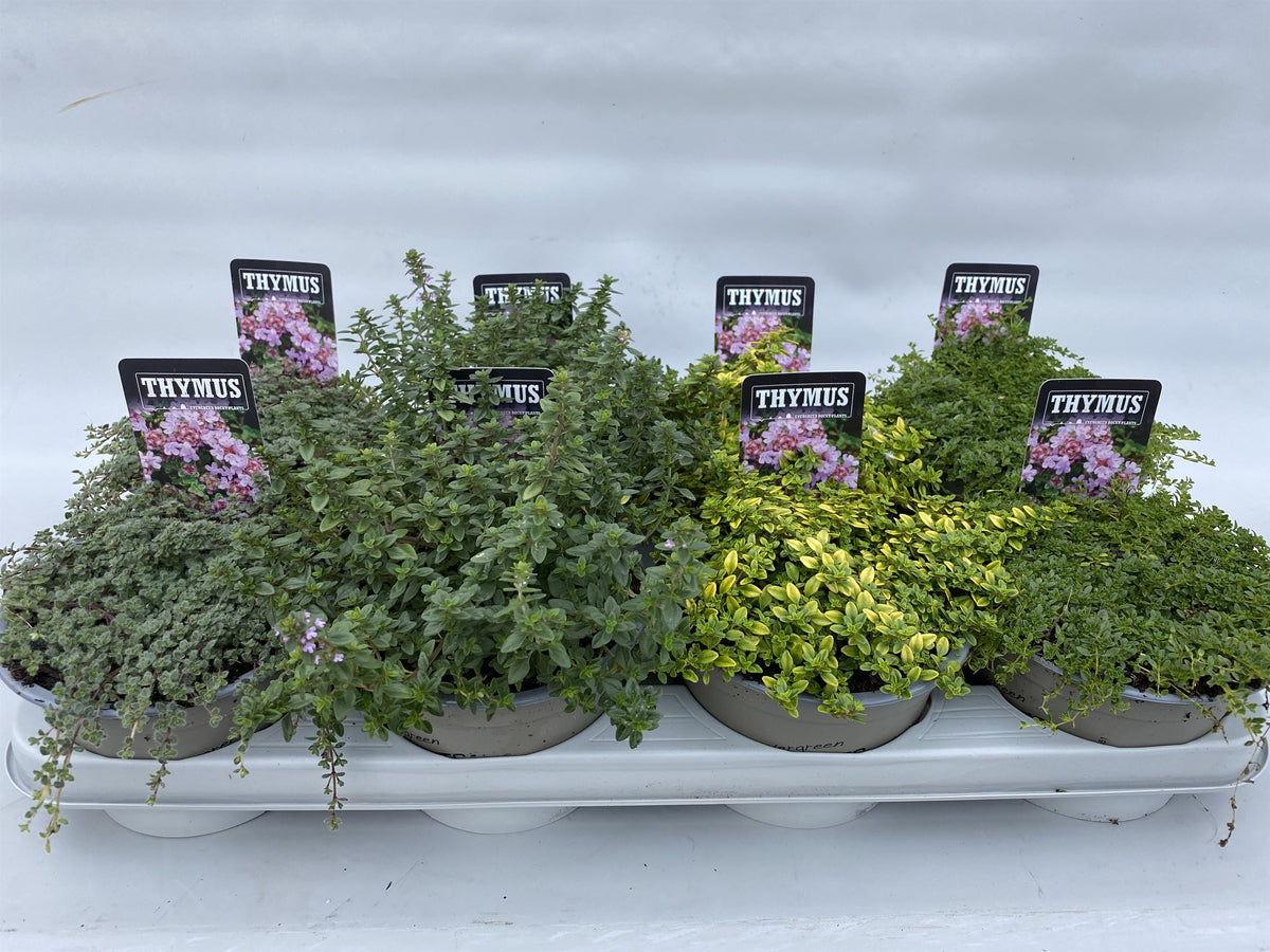 Thymus Preacox mix 5cm 14cm Pot